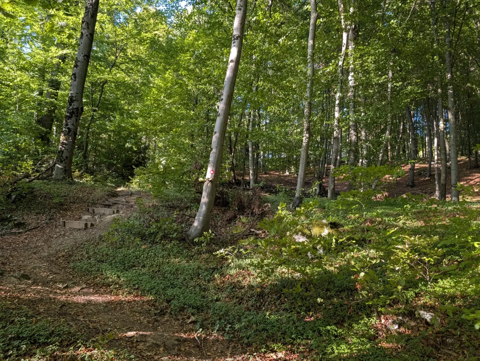 Fotografija poti