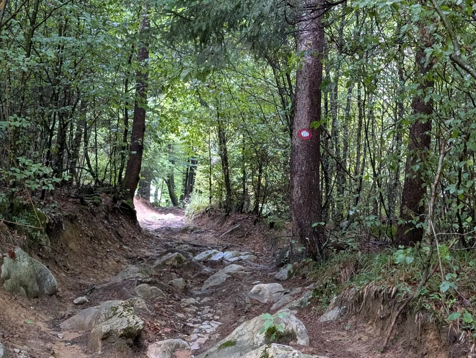 Fotografija poti