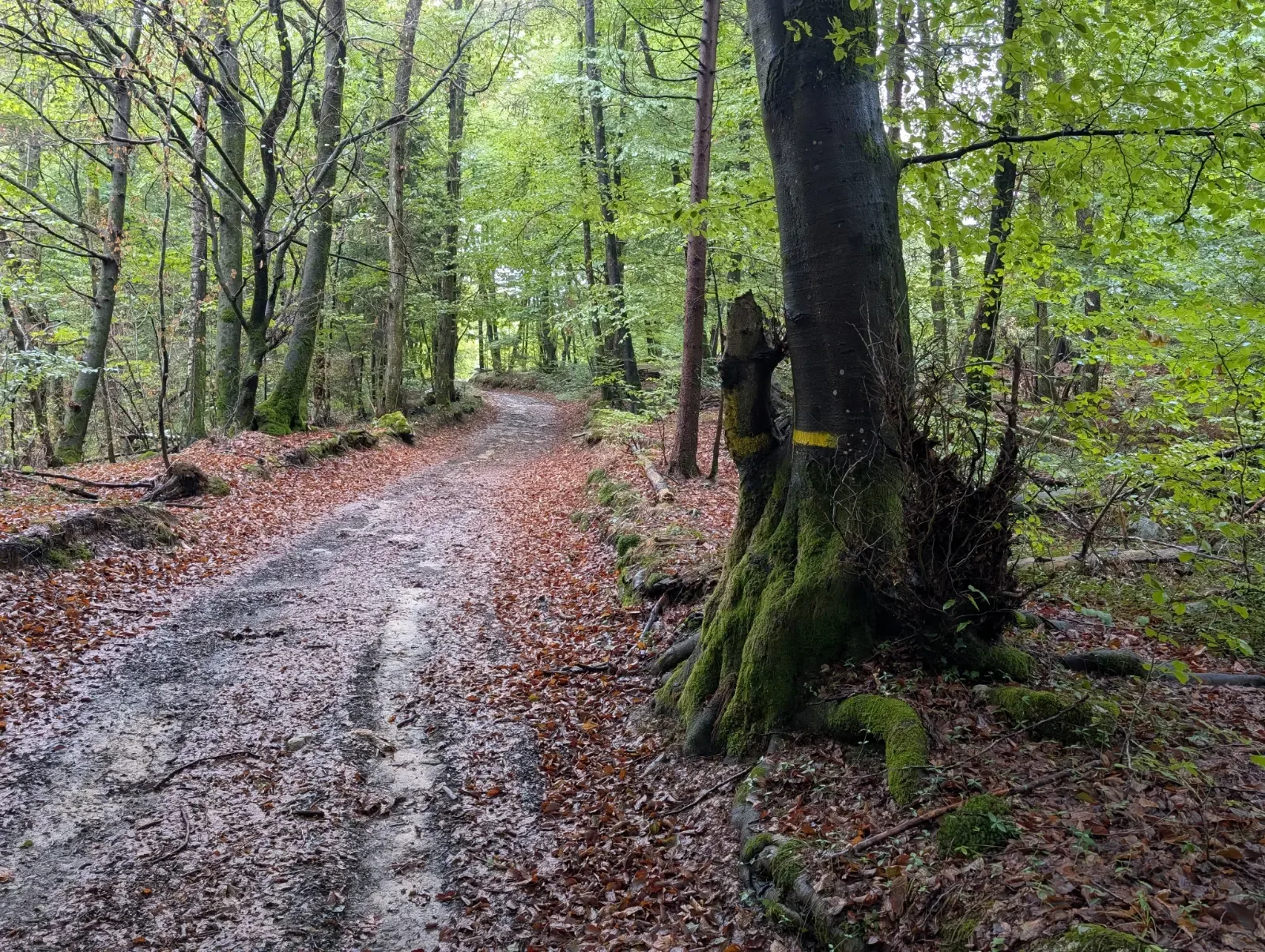 Fotografija poti