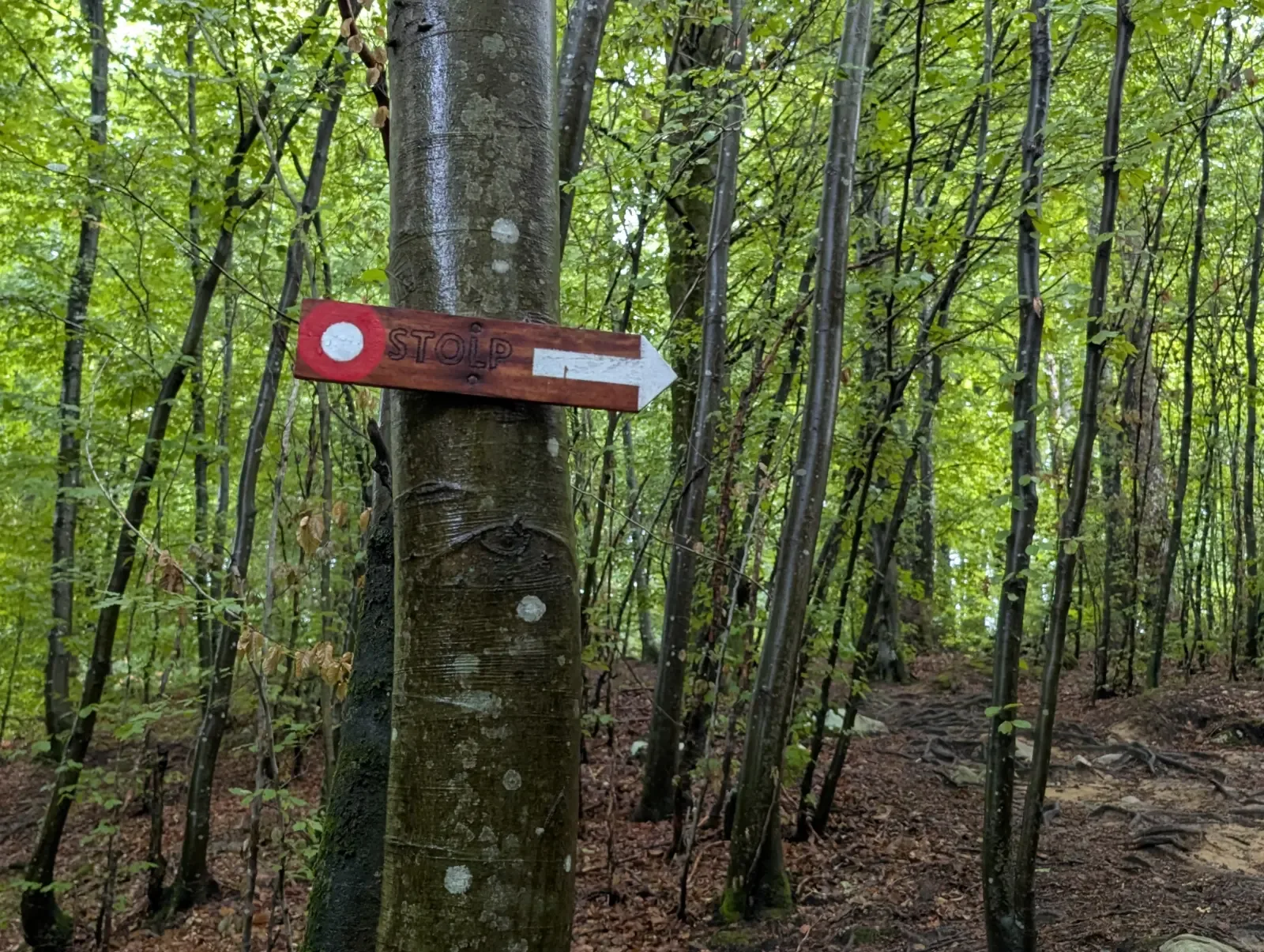Fotografija poti
