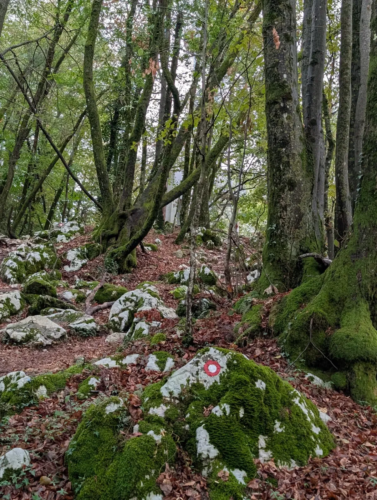 Fotografija poti