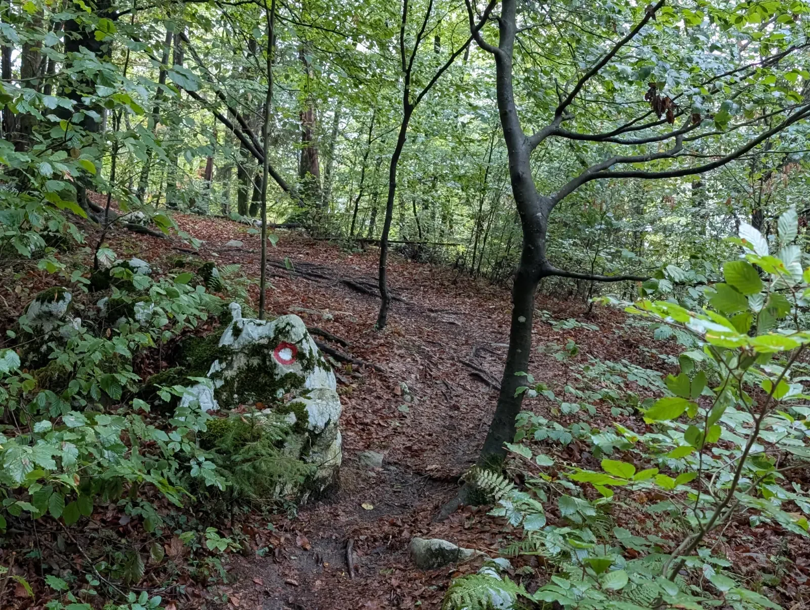 Fotografija poti