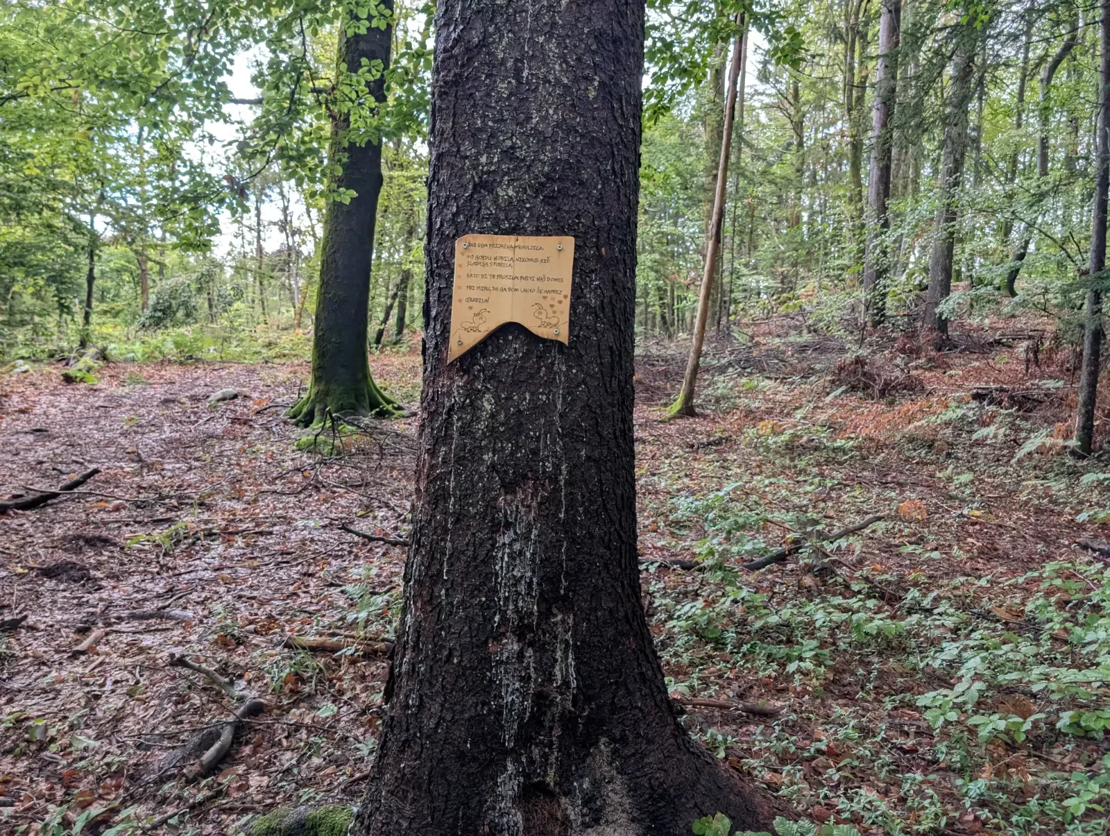 Fotografija poti