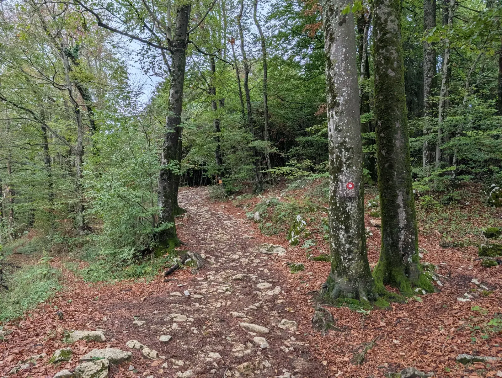 Fotografija poti