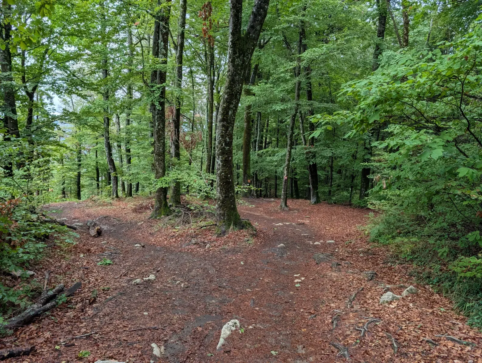 Fotografija poti
