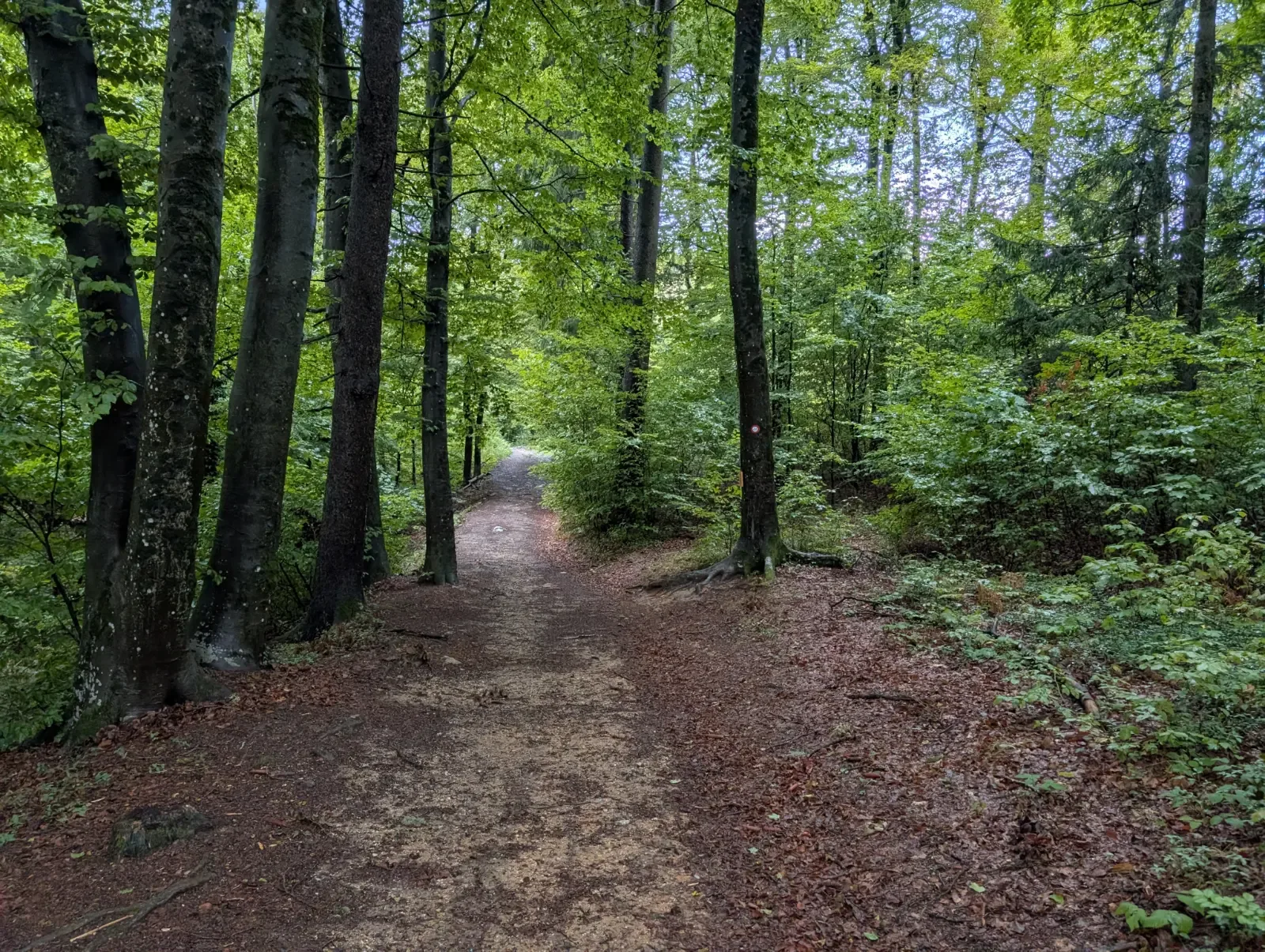 Fotografija poti